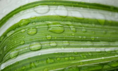 Droplets on parallel texture leaf. Stock Photos
