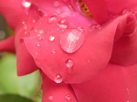 Droplets on petals Stock Photos