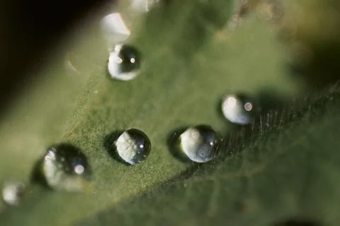 Droplets Stock Photos