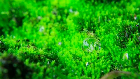 Droplets Stock Photos