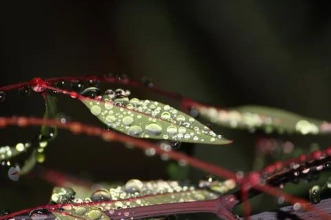 Droplets  写真素材