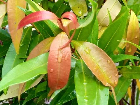 Droplets Stock Photos