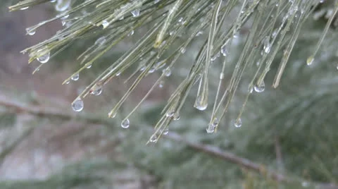 Droplets on Pine Stock Footage 22605685