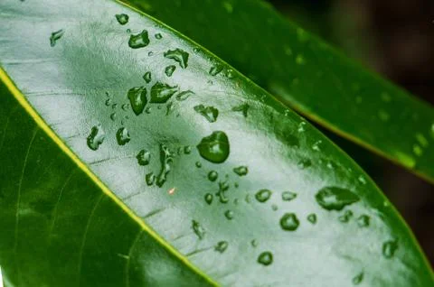 Droplets of rain on a green leaf. Stock Photos