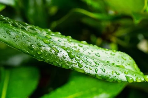 Droplets of rain on a green leaf. Stock Photos