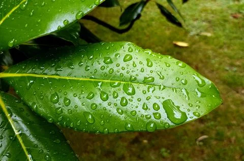 Droplets of rain on a green leaf. Stock Photos