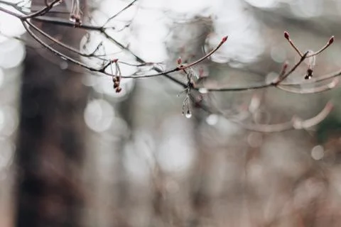 Droplets of rain or dew on a thin branch. Foto stock
