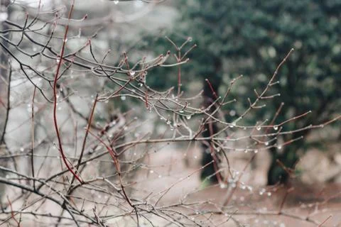 Droplets of rain or dew on a thin branch. 写真素材