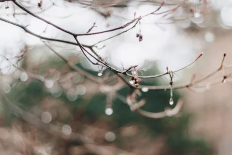 Droplets of rain or dew on a thin branch. 写真素材