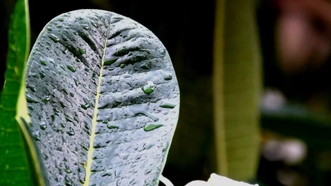 Droplets rain slow motion drop and flowing on leaf of tree  Stock Footage 94161818