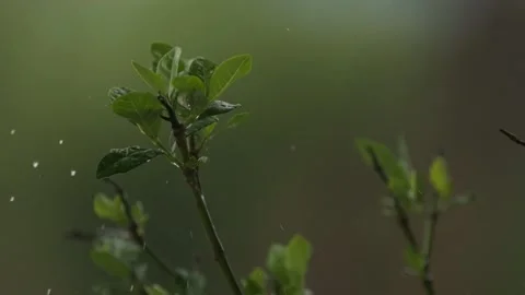 Droplets of rain splash onto small greenery leaves. Its rainy season and Stock Footage 156430011