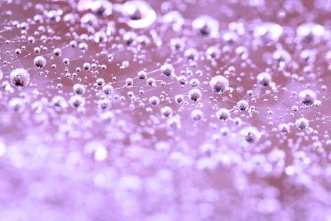 Droplets on spider web close up Stock Photos