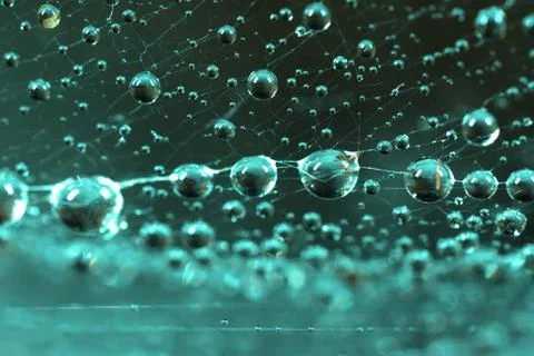 Droplets on spider web close up Stock Photos