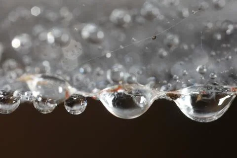 Droplets on spider web close up Stock Photos