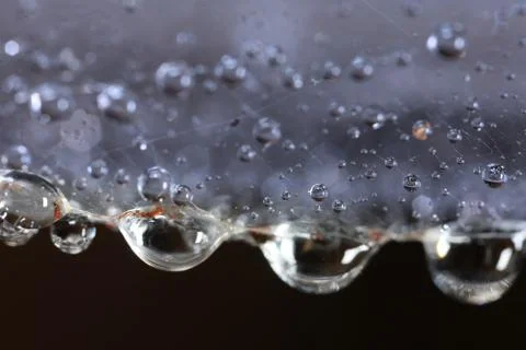 Droplets on spider web close up Stock Photos