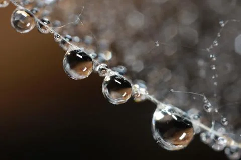 Droplets on spider web close up Stock Photos