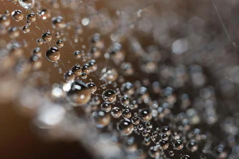 Droplets on spider web close up Stock Photos
