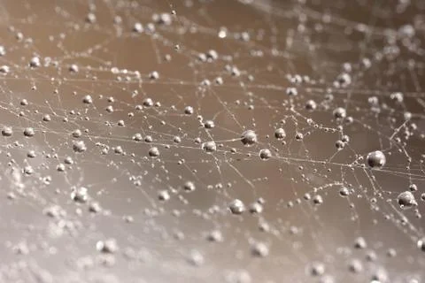 Droplets on spider web close up Stock Photos