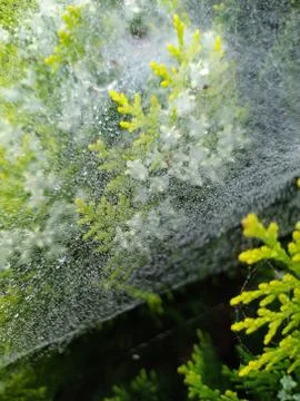 Droplets on spider web Stock Photos