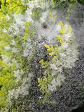 Droplets on spider web Stock Photos