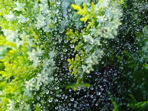 Droplets on spider web Stock Photos