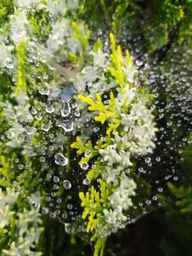 Droplets on spider web Stock Photos