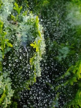 Droplets on spider web 스톡 사진