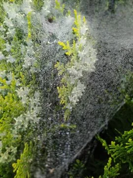Droplets on spider web Stock Photos
