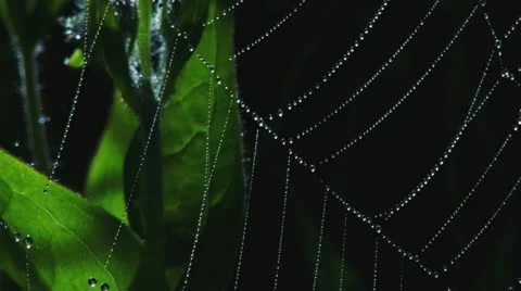 Droplets on Spiderweb in Breeze Stock Footage 11692857