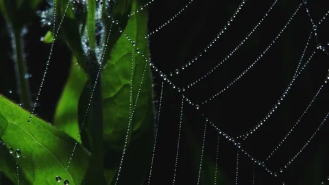 Droplets on spiderweb Stock Footage 74088603