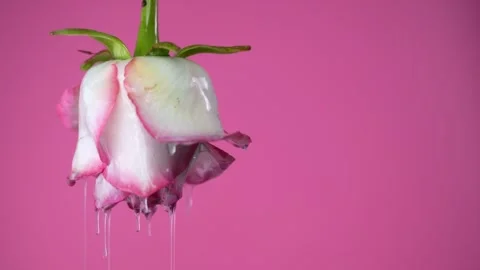 Droplets of sticky rose oil fall from petals in close-up, leaving trails be.. Stock Footage 302219129