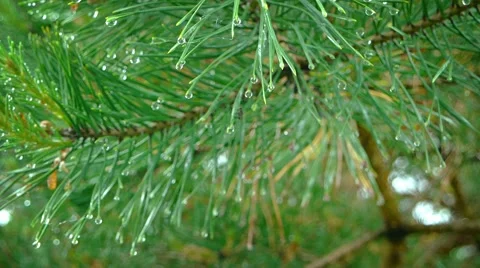 Droplets of Water Clinging to Pine Needles in the Rain 스톡 동영상 64951182