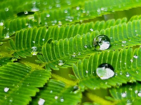 The droplets of water Stock Photos