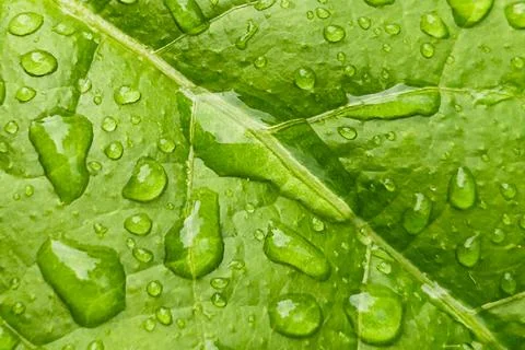 The droplets of water Stock Photos