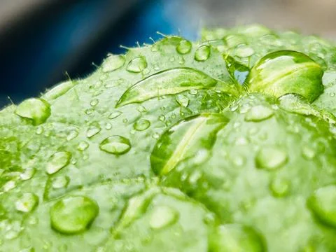 The droplets of water Stock Photos