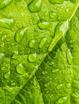 The droplets of water Stock Photos