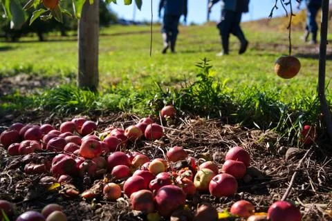Dropped apples at a fruit picking orchard as workers legs in the background g Stock Photos