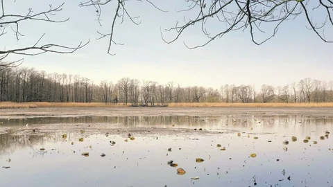 Dropped empty pond without water. Reed around lake, sunny spring atmosphere. Vídeo Stock 88396519