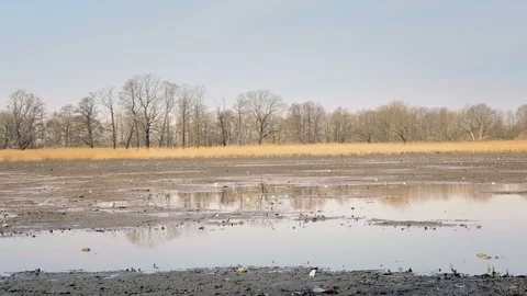 Dropped empty pond without water. Reed around lake, sunny spring atmosphere. Vídeo Stock 88573158