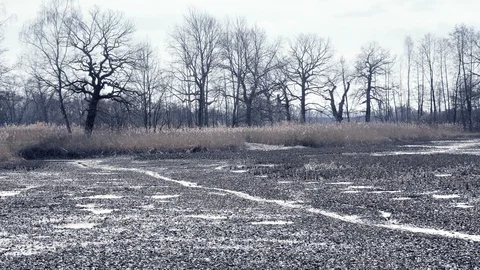 Dropped empty pond without water. Reed around lake, sunny spring atmosphere. Vídeo Stock 89615709