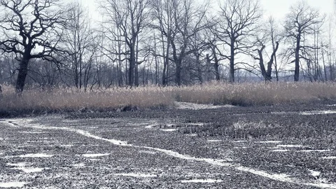 Dropped empty pond without water. Reed around lake, sunny spring atmosphere. Vídeos de archivo 89663460