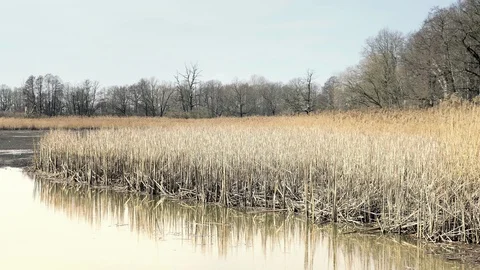 Dropped empty pond without water. Reed around lake, sunny spring atmosphere. Vídeo Stock 92306336