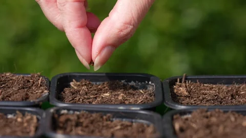 Dropping beetroot seed on soil in container Stock Footage 329226746