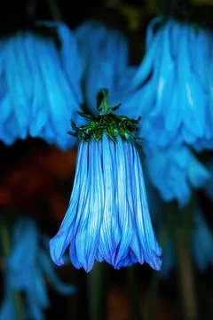 A dropping blue colored daisy is the focus Stock Photos