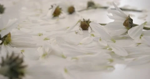 Dropping Daisy Petals onto a White Background Video stock 144212877
