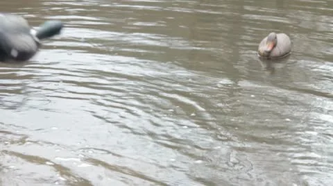 Dropping decoy in water 스톡 동영상 8990103