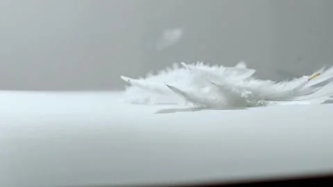 Dropping down of bird white feathers (4k) Stock Footage 199503447