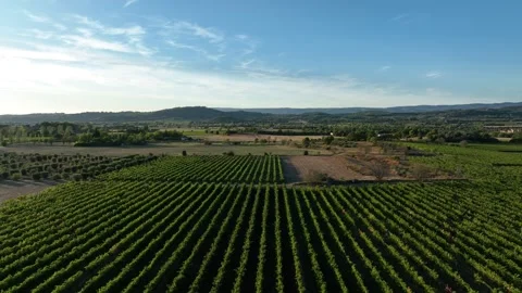 Dropping down on a vineyard - Aerial/drone shot - Provence, France Stock Footage 268250205