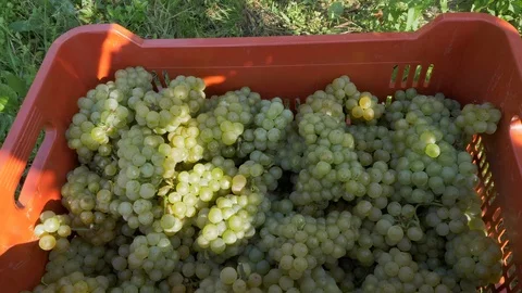 Dropping grape in basket. Grape Harvest concept Stock Footage 95883050