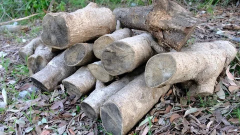 Dropping logs onto the log woodpile Stock Footage 93729605